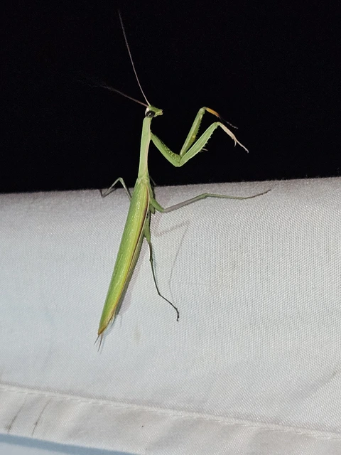 Mantis religiosa - imádkozósáska