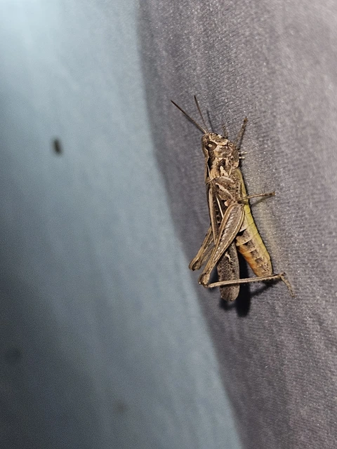 Chorthippus (Glyptobothrus) (subgenus)