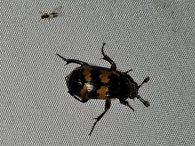 Nicrophorus vespillo - közönséges temetőbogár