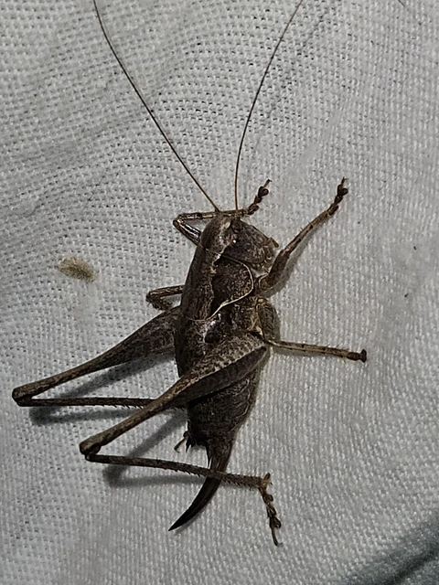 Pholidoptera griseoaptera - szürke avarszöcske
