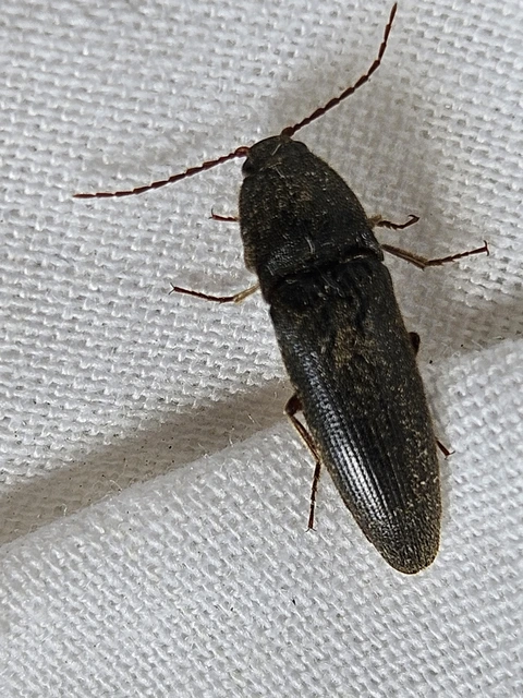 Melanotus