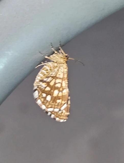 rácsos rétiaraszoló - Chiasmia clathrata