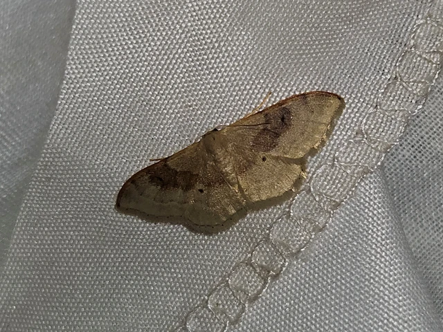 barnasávos araszoló - Idaea degeneraria