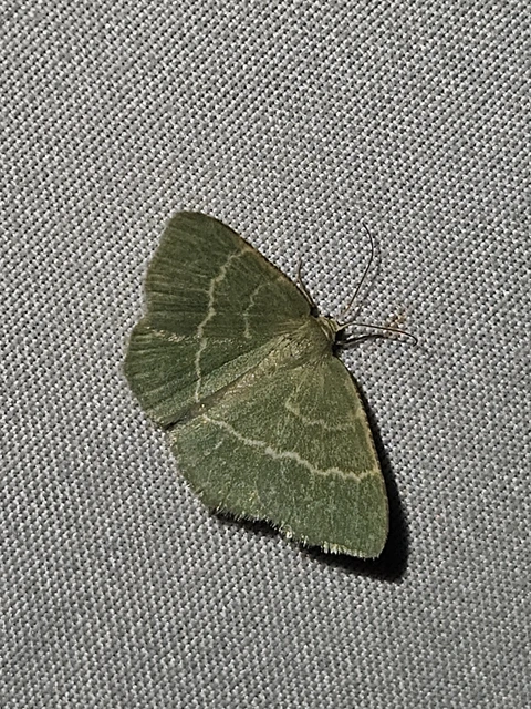 sárgászöld araszoló - Chlorissa cloraria