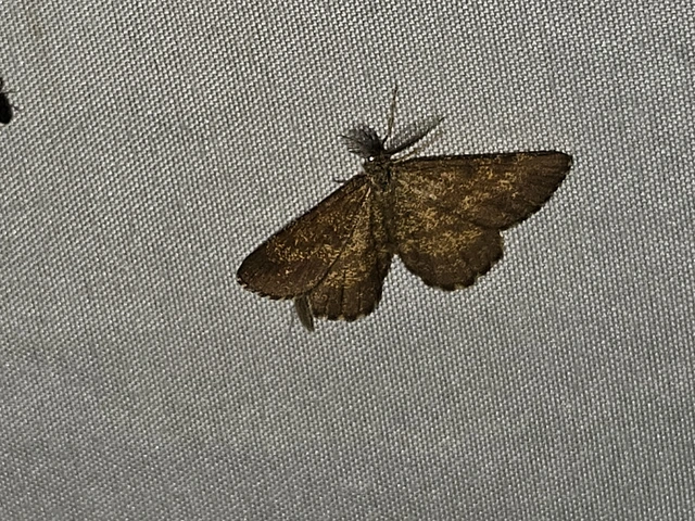 barna rétiaraszoló - Ematurga atomaria