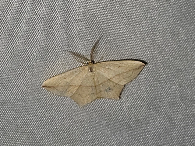 piroscsíkos csipkésaraszoló - Timandra comae