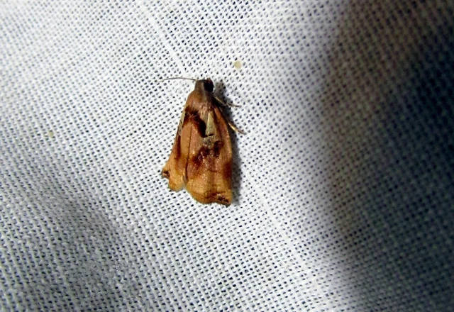 Archips podana - dudvarágó sodrómoly
