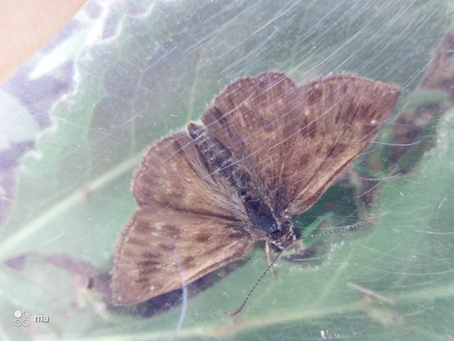 Erynnis tages - cigánylepke