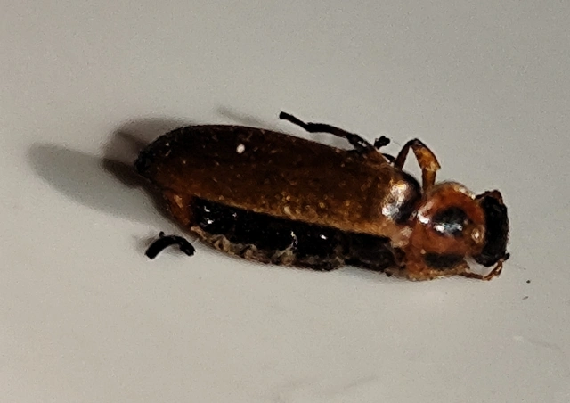 Osphya bipunctata - kétalakú komorka