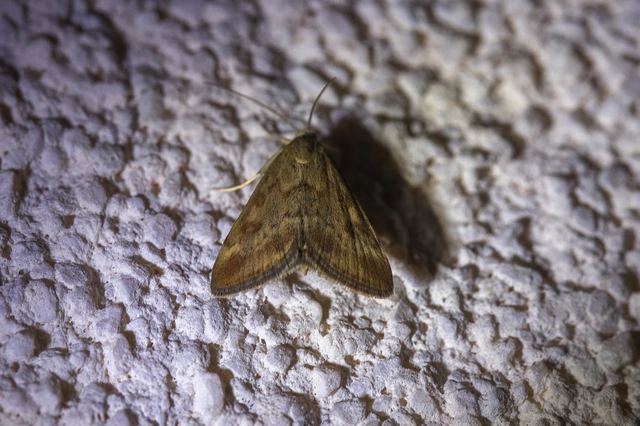 Pyrausta despicata - réti bíbormoly
