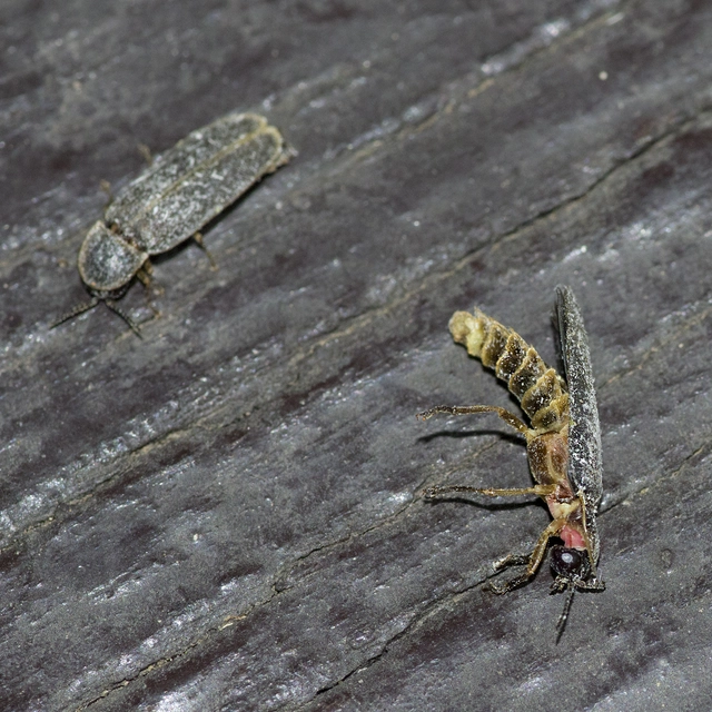 Lampyridae - szentjánosbogár-félék