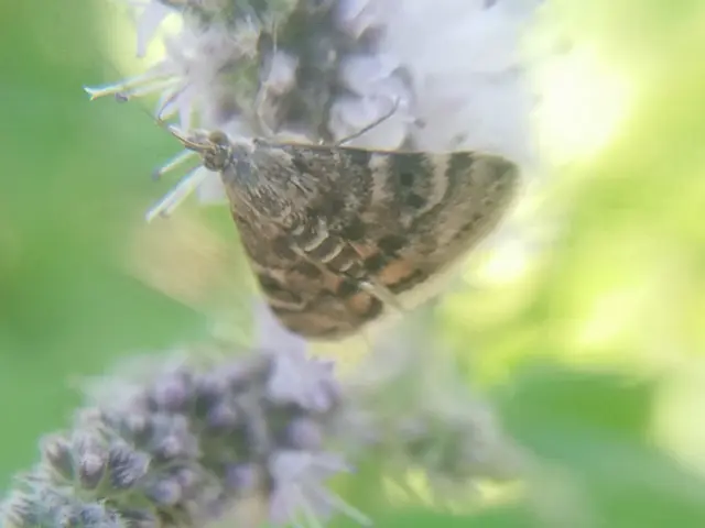 Aporodes floralis - articsókaevő tűzmoly
