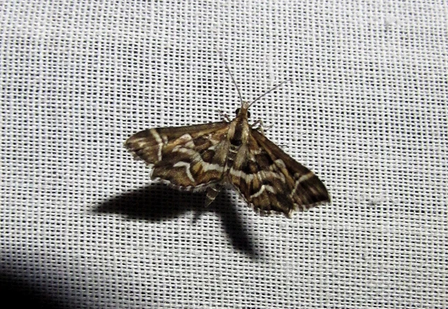 Diasemia reticularis - betűmintás tűzmoly