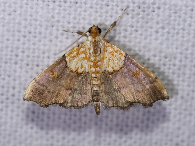Agrotera nemoralis - ligeti tűzmoly