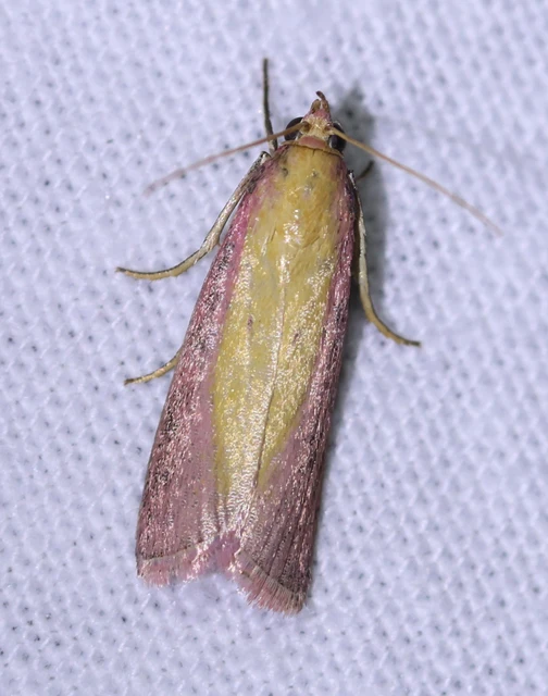 Oncocera semirubella - lucernamoly