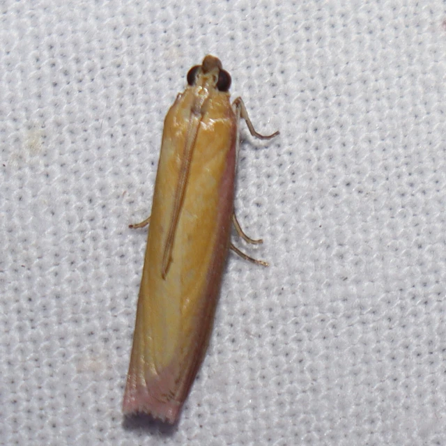 Oncocera semirubella - lucernamoly