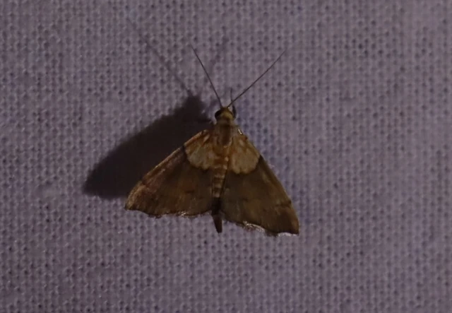 Agrotera nemoralis - ligeti tűzmoly