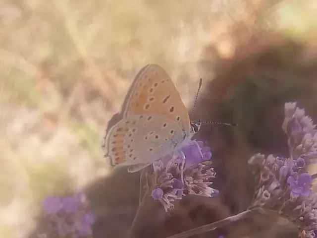 Lycaena thersamon - kis tűzlepke