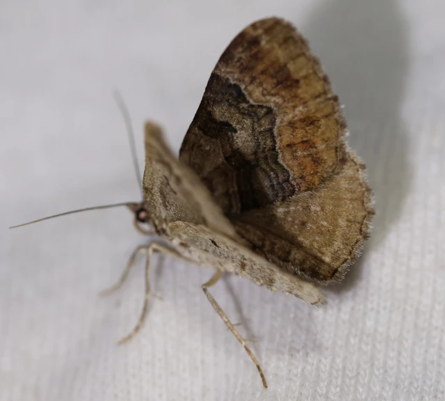 Xanthorhoe quadrifasiata - négysávos tarkaaraszoló