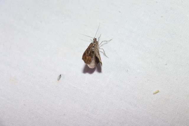 Xanthorhoe quadrifasiata - négysávos tarkaaraszoló