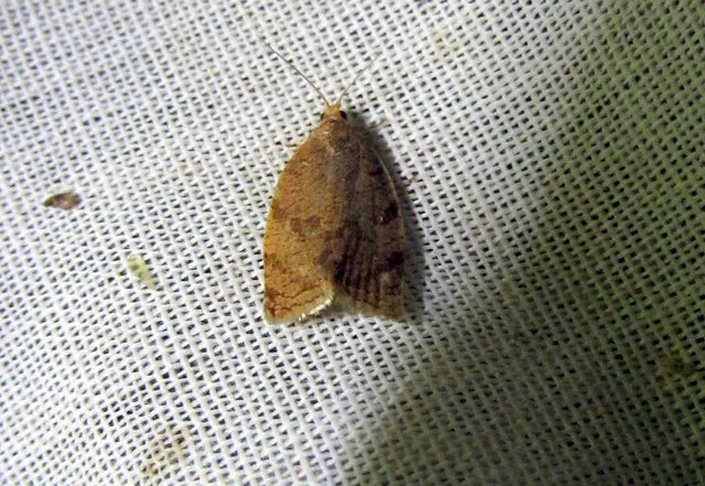 Adoxophyes orana - almalevél-sodrómoly