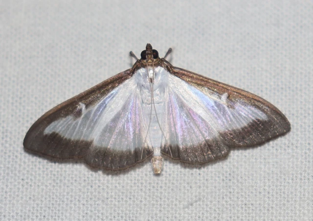 Cydalima perspectalis - puszpáng-tűzmoly