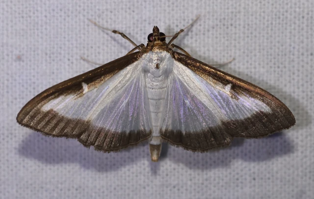 Cydalima perspectalis - puszpáng-tűzmoly