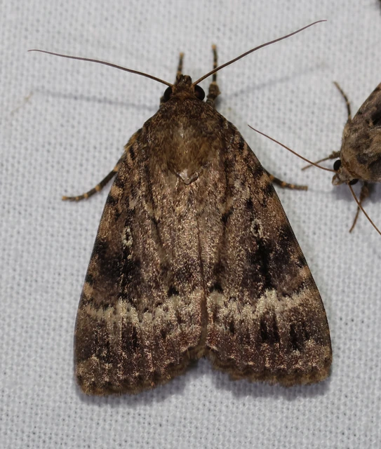 Amphipyra berbera/pyramidea