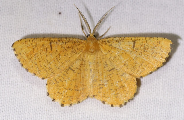 Angerona prunaria - sárga kökényaraszoló
