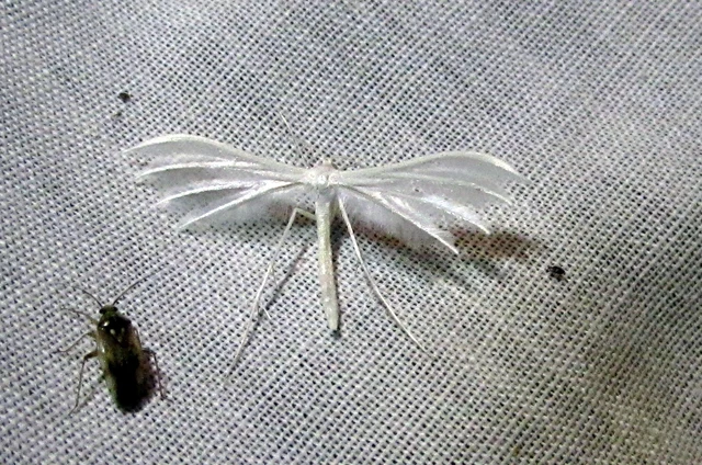 Pterophorus pentadactyla - fehér tollasmoly