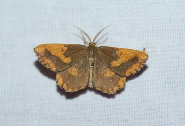 Angerona prunaria - sárga kökényaraszoló