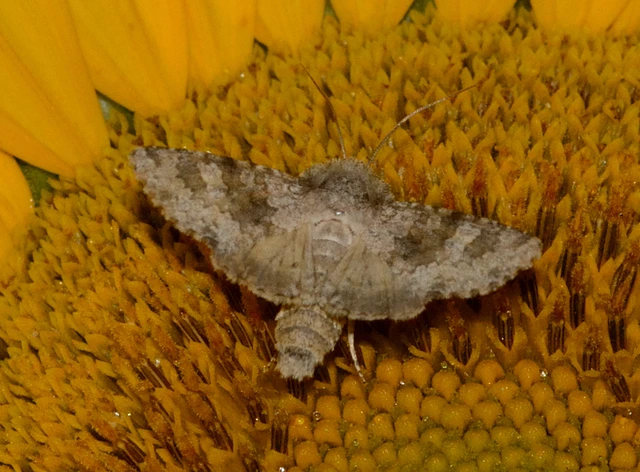 Hecatera dysodea - parajbagoly