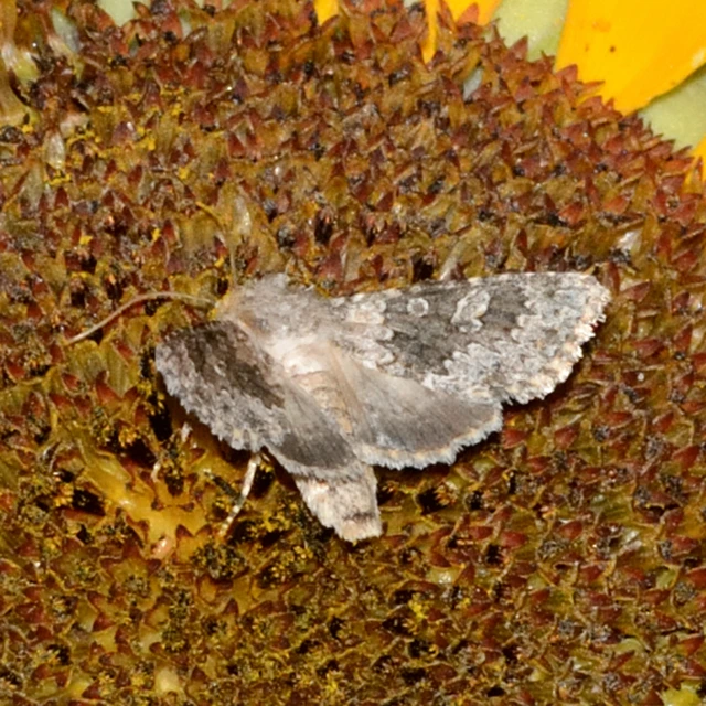 Hecatera dysodea - parajbagoly