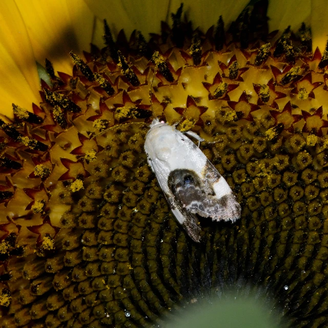 Acontia lucida - fehér nappalibagoly