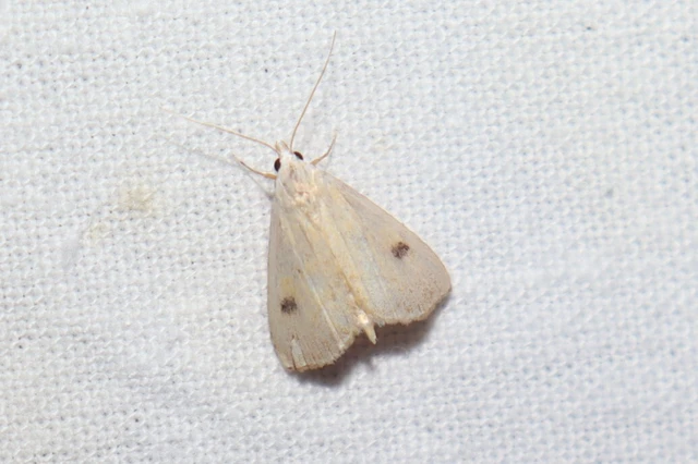 Rivula sericealis - selymes lórombagoly