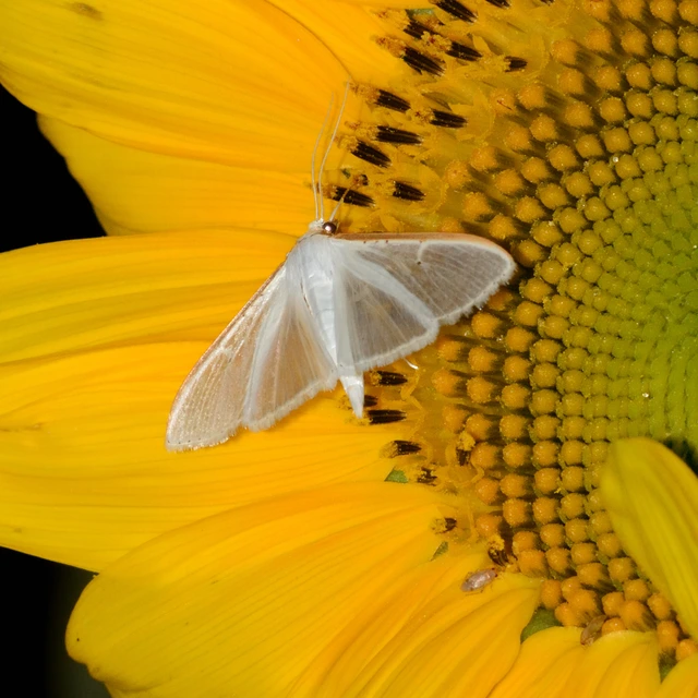Palpita vitrealis - hófehér tűzmoly