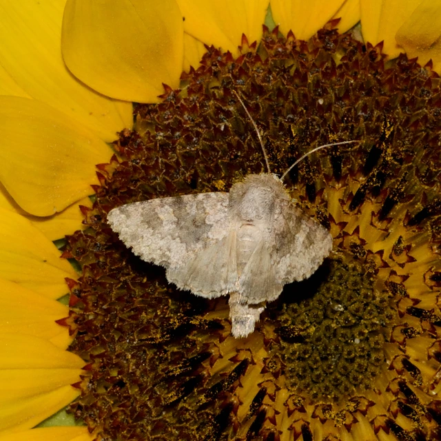 Hecatera dysodea - parajbagoly