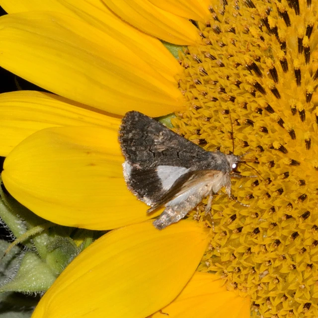 Anophia leucomelas - déli folyófűbagoly