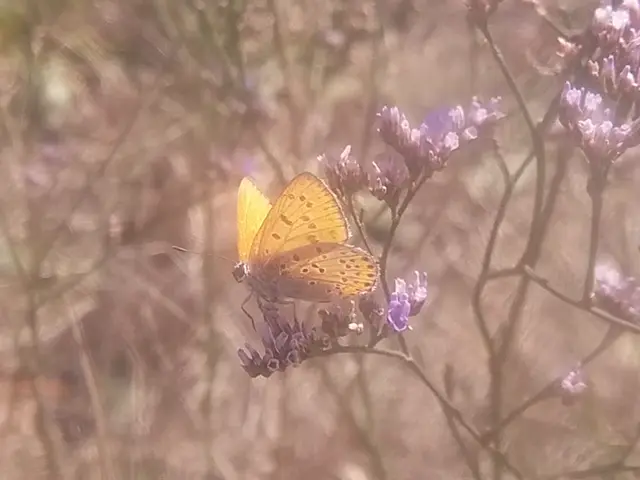 Lycaena thersamon - kis tűzlepke