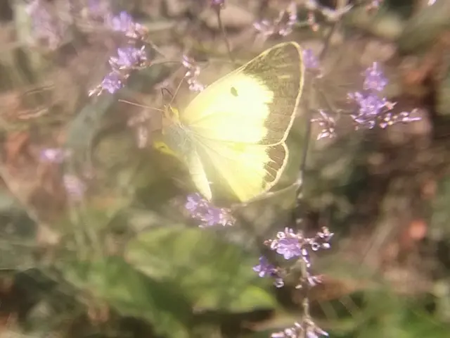 Colias erate - csángó-kéneslepke