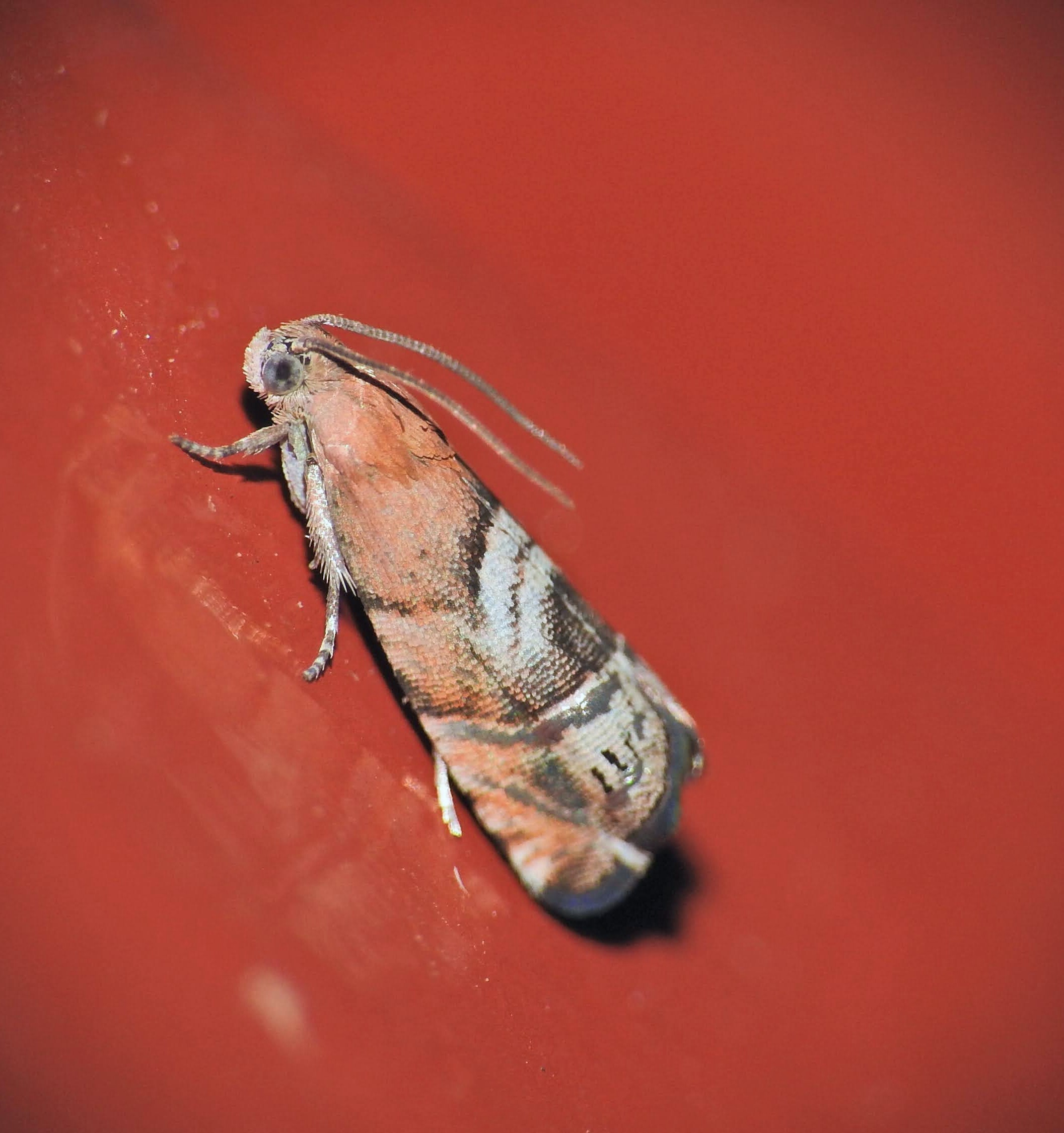Cydia interscindana - boróka-tükrösmoly