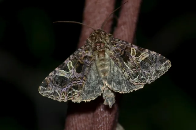 Sideridis rivularis - vörhenyes szegfűbagoly
