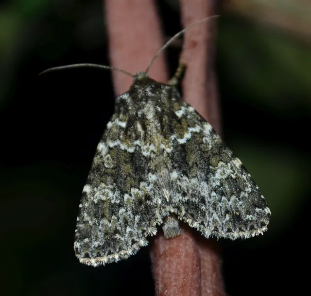 Polymixis polymita - kankalin-tarkabagoly