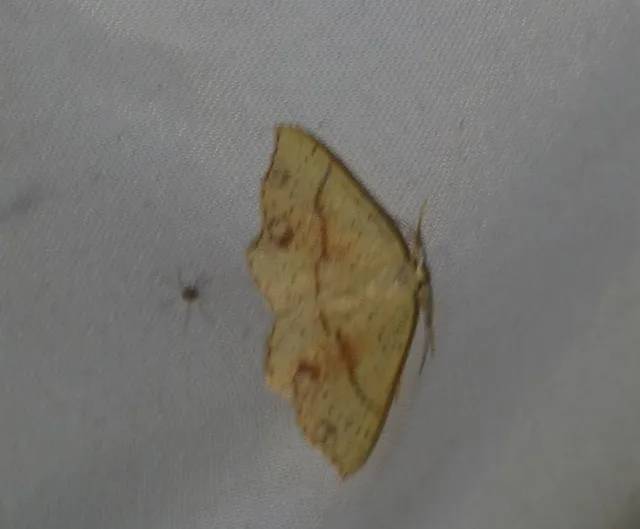 Cyclophora punctaria - sávos pettyesaraszoló