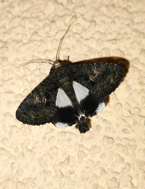 Anophia leucomelas - déli folyófűbagoly