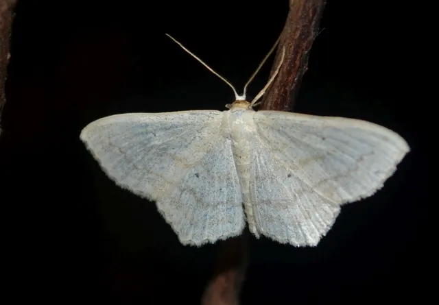 Scopula nigropunctata - feketepettyes araszoló