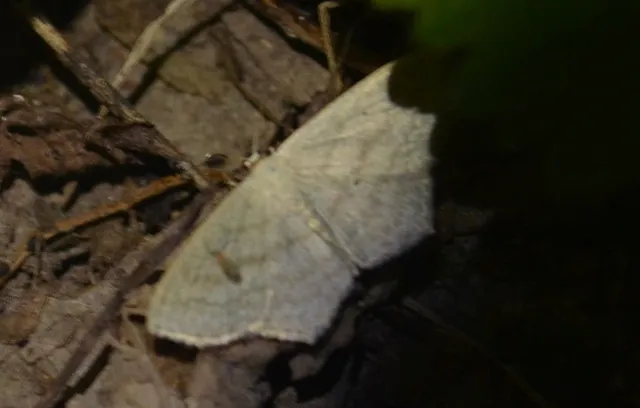 Scopula nigropunctata - feketepettyes araszoló
