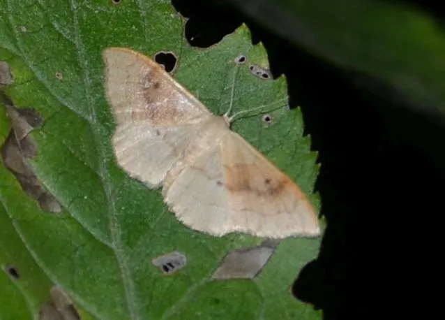 Idaea rubraria - vörössávos araszoló