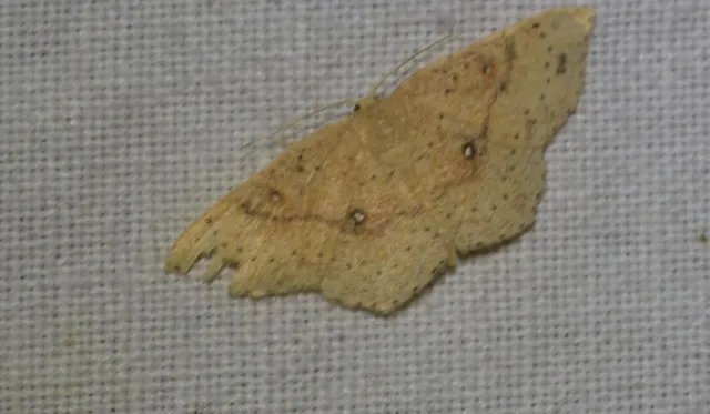 Cyclophora porata - körös pettyesaraszoló
