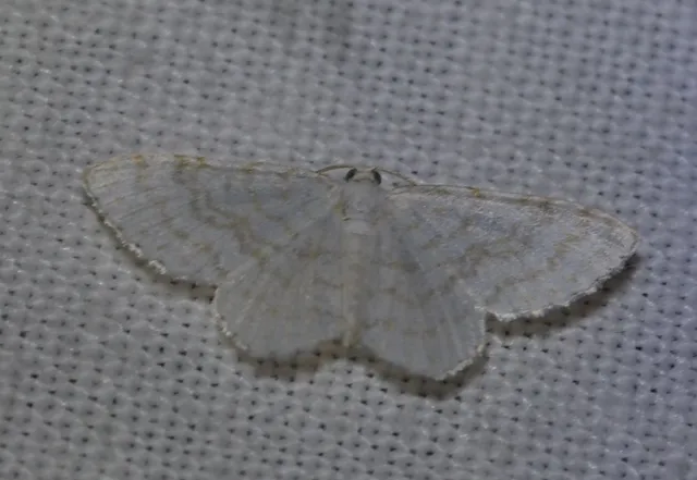 Asthena albulata - gyertyán-fehéraraszoló